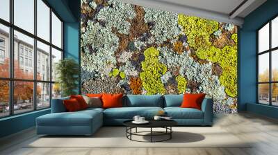 Color lichen on stone top view Wall mural