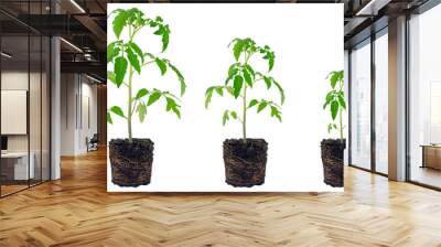 tomato seedling 2 Wall mural