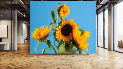 Several ripe orange sunflower flowers on blue background - symbol of Ukraine Wall mural