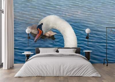 Detailed image of a white swan on a lake. Curved long neck. Waterfowl in a natural wild environment. Wall mural