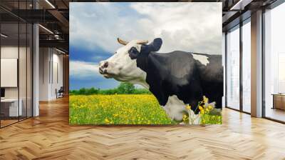 portrait of a cute black and white cow in a pasture with yellow flowers on a background of blue sky with white clouds Before a thunderstorm Wall mural