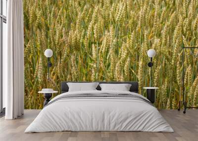 Yellow ripe ears of wheat in field late summer Wall mural