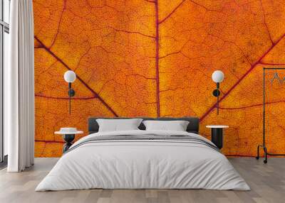 Close up of colorful autumnal maple leaf Wall mural