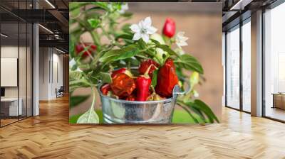 hot chili peppers on a tree growing in a garden Wall mural