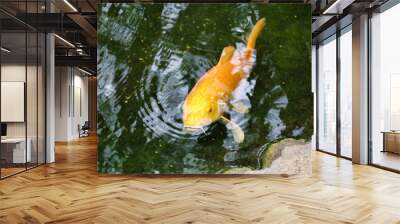 An orange koi, carp fish in pond. Wall mural