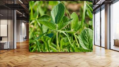 Close-up view of a soy plant leaflet with hairy stem and leaves. Wall mural