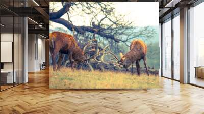 two red deer fighting Wall mural