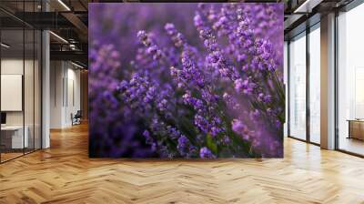 Beautiful lavender field at sunrise. Purple flower background. Blossom violet aromatic plants. Wall mural