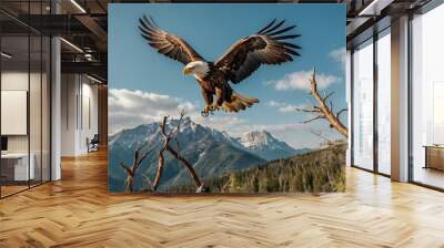 An adult bald eagle (Haliaeetus leucocephalus) come to landing Wall mural