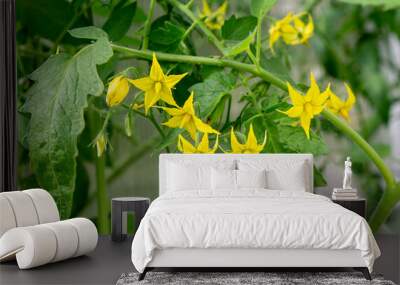  Tomato blossom. Wall mural