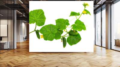 Cucumber plant. Cucumber with leaf and flowers isolated on white. Wall mural