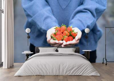 A young woman in blue sweater is picking up and holding fresh seasonal strawberries in the hands isolated on the garden, concept of organic farming, close up, copy space, macro. Wall mural