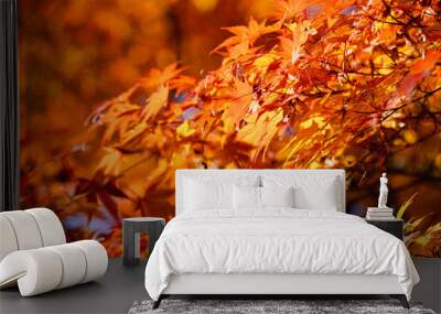 Beautiful maple leaves on the tree in autumn season. Wall mural