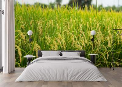 Golden paddy field swaying over sunset day time. Raw rice crop stalk with ears, organic agriculture concept. Wall mural