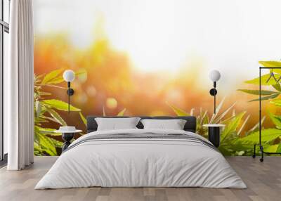 Cannabis With Flowers At Sunset - Sativa Herb - Legal Marijuana Wall mural