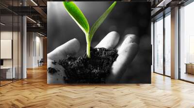 exclusive - agriculture concept , little plant in hand Wall mural