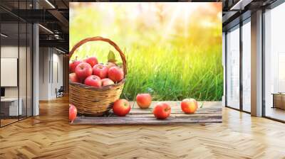 Red Apples Of Basket In Garden - Harvest Concept
 Wall mural