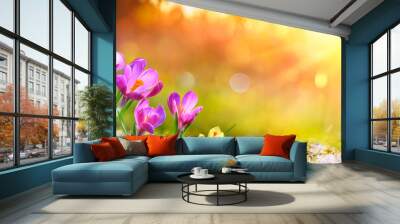 Spring Flowers - Crocus Blossoms On Grass With Sunlight Wall mural