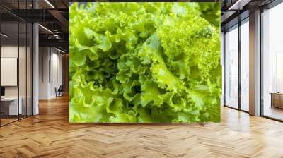 green lettuce grows with seeds Wall mural