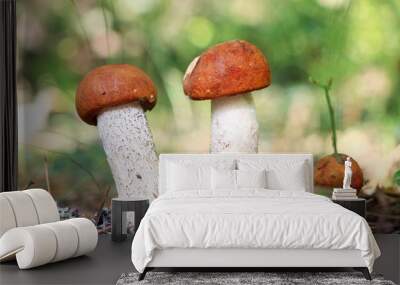 small orange-cap boletus close-up Wall mural