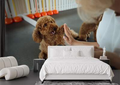 Little brown Poodle training in pet house with dog trainer Wall mural