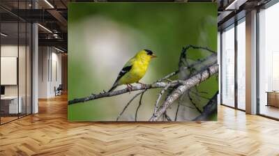 American Gold Finch On A Sunny Afternoon Wall mural