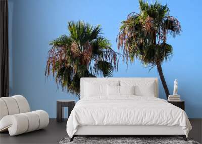 palm trees against blue sky Wall mural