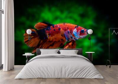 siamese fighting fish Wall mural