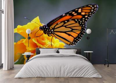 monarch butterfly Wall mural