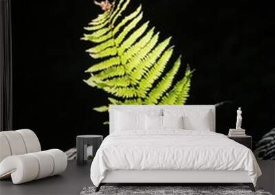 Beautiful view of back lit Fern leaves in tropical garden on dark background Wall mural