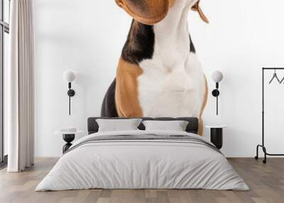 A curious beagle dog looking upwards isolated on a white background. Wall mural