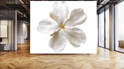 High-quality close-up of a single white flower with delicate petals on a transparent background, perfect for decorating and design projects. Wall mural