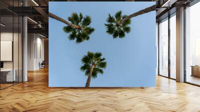 3 palm trees Canary Islands Wall mural