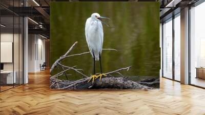 great white heron Wall mural