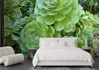 Succulent 2 Wall mural