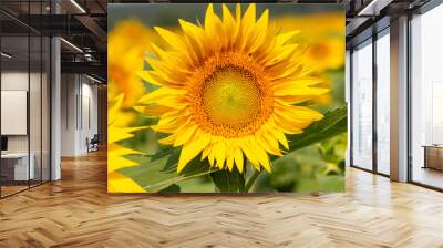 sunflower in the field Wall mural