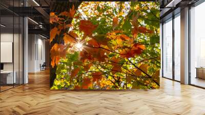 fall leaves with sun flare 2 Wall mural