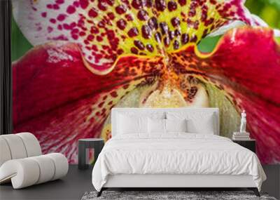 orchid 2 Wall mural