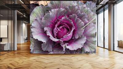 purple and pink ornamental kale plant Wall mural