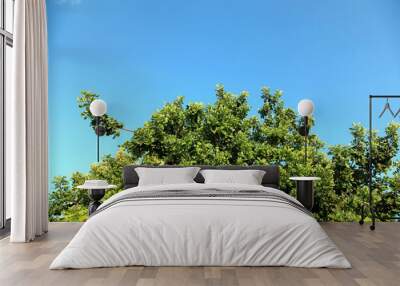 The top of an Oak tree in front of blue sky, when the branches moving with the strong wind. Sharp leaves with more than one green colours, with an open view to use as a cover page. Wall mural