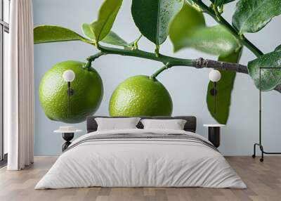 Limes on a branch with an isolated white background Wall mural