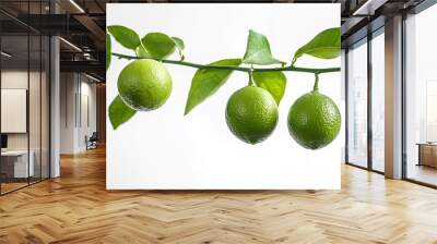 Limes on a branch with an isolated white background Wall mural