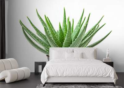 Single Aloe vera plant  on a white background Wall mural