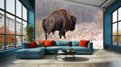 Bison Bull walking thru the snow covered meadow Wall mural