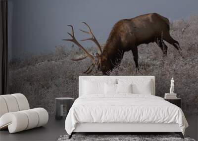 Bull Elk in eary snow in autumn in a mountain meadow Wall mural