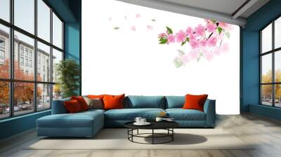 Sakura flowers background. cherry blossom isolated white backgro Wall mural