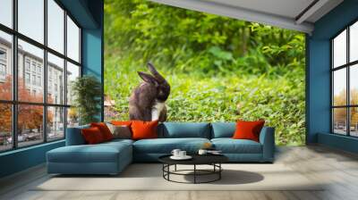 A rabbit on green grass in the garden. copy space Wall mural