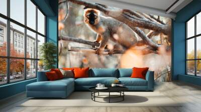 Common brown lemur in Kirindy forest, Madagascar Wall mural