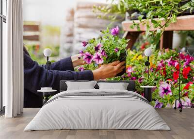 woman chooses petunia flowers at garden plant nursery store Wall mural