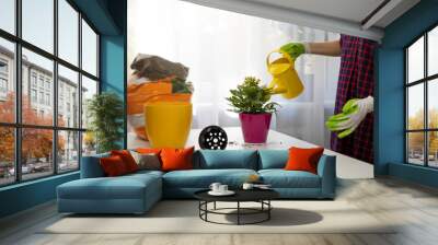 woman watering indoor plant after planting in a flower pot Wall mural